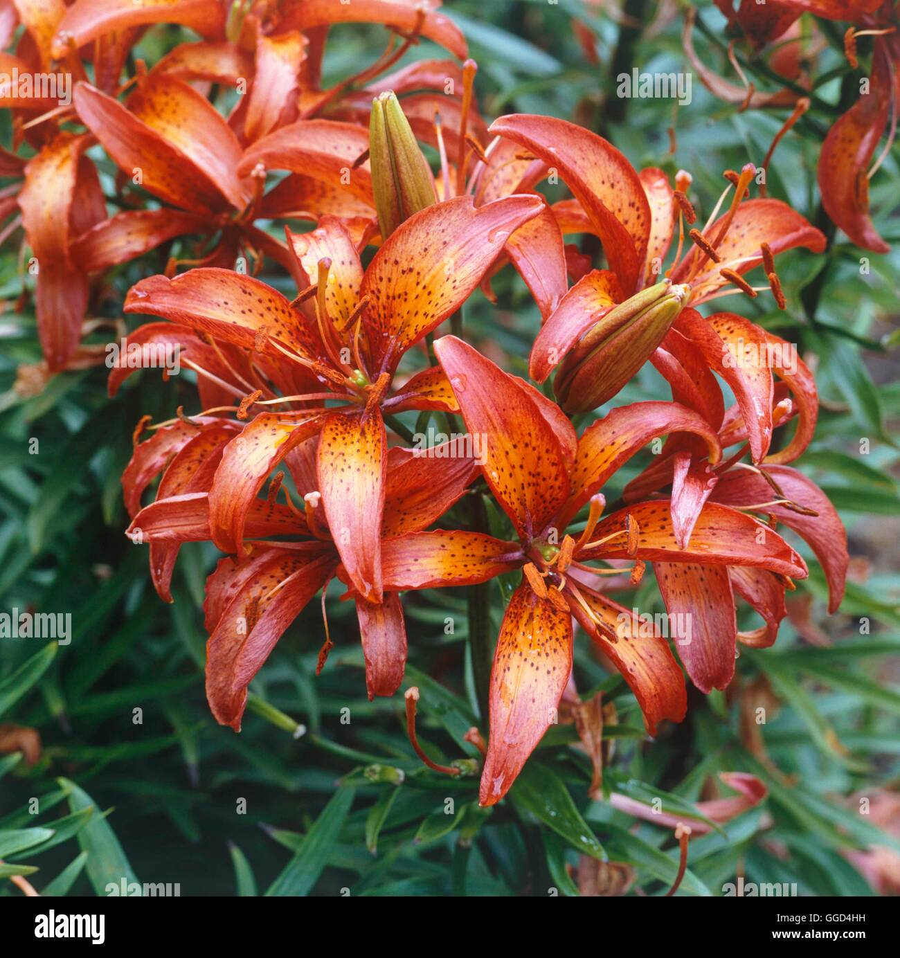 Lilium - `Fiesta' (Asiatic)   BUL017900 Stock Photo